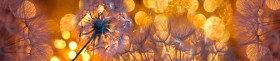 Кухонный фартук Мерцание Одуванчики золотистые 3 серебро в Калуге - kaluga.katalogmebeli.com | фото